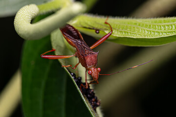 Adult Broad-headed Bug