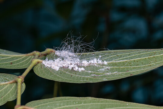 Small Whiteflies Insects