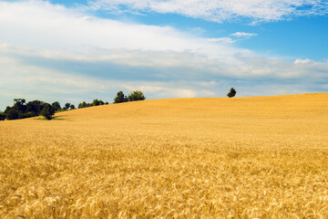 Under the blue sky, the golden wheat field with lonely tree at the top of the hill in an Italian...
