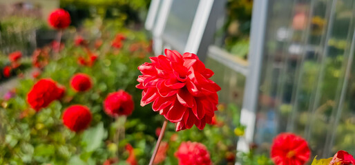 Pompon or ball Dahlias | Beautiful decorative dahlia flower with magnificent blunt petals slightly...