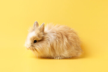 Cute little rabbit on yellow background. Adorable pet
