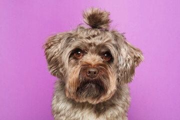 Naklejka na ściany i meble Cute Maltipoo dog on violet background. Lovely pet