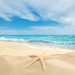 Fototapeta na wymiar Beautiful starfish on sandy beach near sea