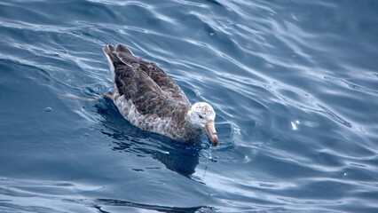 Fototapeta premium Northern giant petrel (Macronectes halli) swimming near Elephant Island, Antarctica