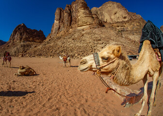 Camels in the Wadi Rum desert in JORDAN