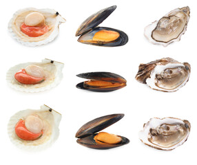 Fresh scallops, mussels and oysters isolated on white, set