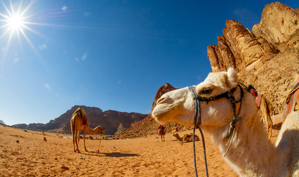 Camels in the Wadi Rum desert in JORDAN