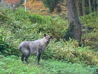 日本カモシカ