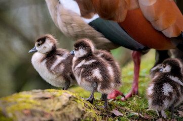 some cute fledglings of egyptian geese near to their mother