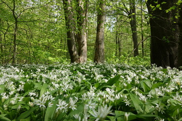 Baerlauch in einem Wald