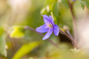 Fioletowe leśne kwiaty przylaszczki (Hepatica nobilis), rozmyte tło	