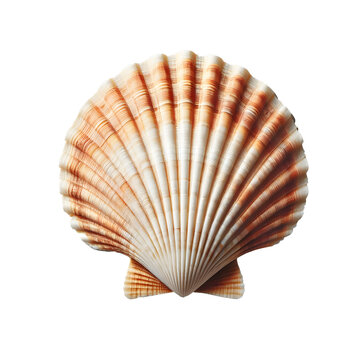Top view of scallops shell isolated on transparent background