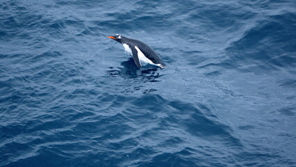 Gentoo penguin (Pygoscelis papua) swimming near Elephant Island, Antarctica