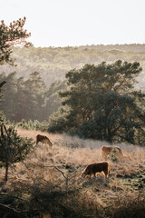 Scottish Highland cow in a nature area