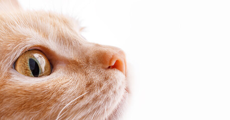Macro shot of a cat, yellow eye and pink nose on a white background