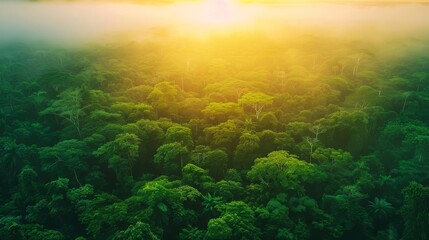 Beautiful green amazon forest landscape at sunset sunrise, bird perspective, copy and text space, 16:9