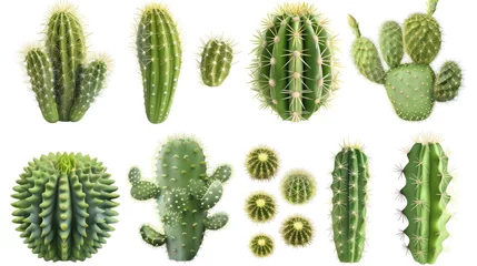 Meubelstickers Cactus Cactus set collection. Isolated  background Generative AI