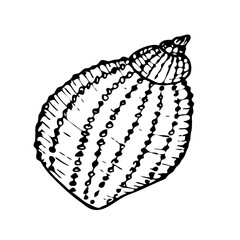 Seashell vector line art illustration. Hand drawn maritime sketch of seashell. Undersea drawing of seashell.  Isolated design element in outline style for icon, logo, seafood shop, menu, coloring.