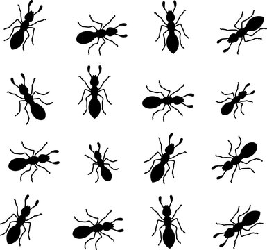 silhouette of ants on a white background, isolated, vector