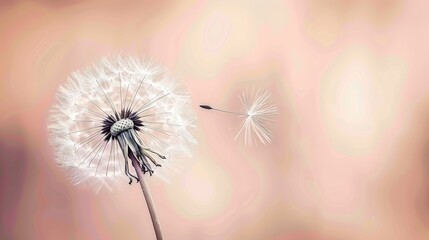 a dandelion blowing in the wind in front of a pink and beige background with a blurry image of the dandelion.