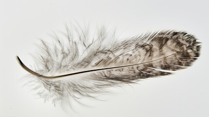 Close-up of a single feather against a white backdrop AI generated illustration