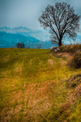 Flowering plant, Tortonesi hills, Sarezzano, Alessandria, Piedmont, Italy