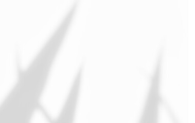 White gray wall with sunlight effect overlay shadow of yucca leaves tree plant for product presentation. Autumn background. Summer tropical backdrop. Cosmetic showroom.	