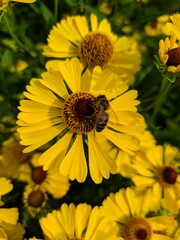 Obraz premium yellow flower