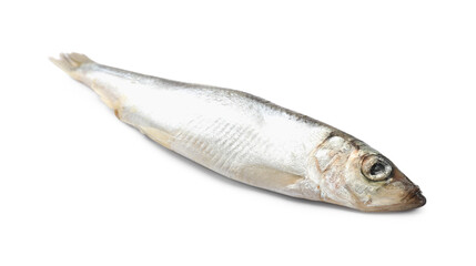 One fresh raw sprat isolated on white