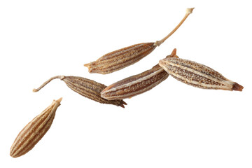 Many cumin seeds falling on white background
