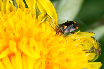 Closeup on a small common nettle capsid bug, Liocoris tripustulatus, on a yellow dandelion flower,...