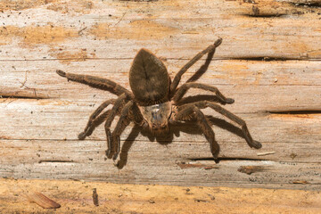 South American huntsman spider Polybetes sp. in Sao Francisco de Paula, South of Brazil