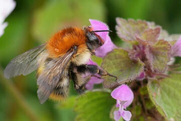 Closeup on a queen Brown banded bumblebee, Bombus pascuorum on a purple Archangel flower, Lamium...