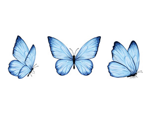 blue flock design art 