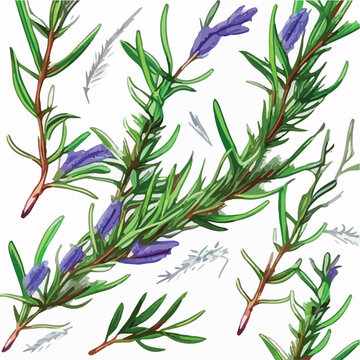 Hand drawn rosemary seamless pattern colored sketch