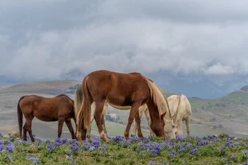 Rolgordijnen horses and mountain landscapes © Simon