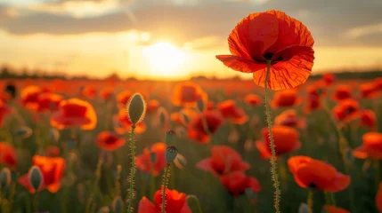 Fotobehang A field of red poppies with the sun setting in the background, AI © starush