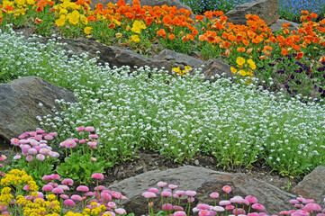 Flower garden with Pink English Daisy (Bellis Perennis Pomponette, Asteraceae), white water forget-me-not, orange and yellow violets (violaceae)