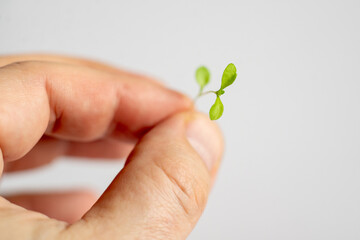 A hand holding a small green plant