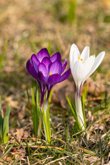 Obraz premium Purple and white crocus flowers in the grass