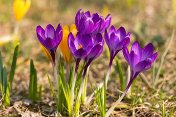 Purple crocuses blooming in spring