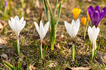 White crocuses in a meadow in spring