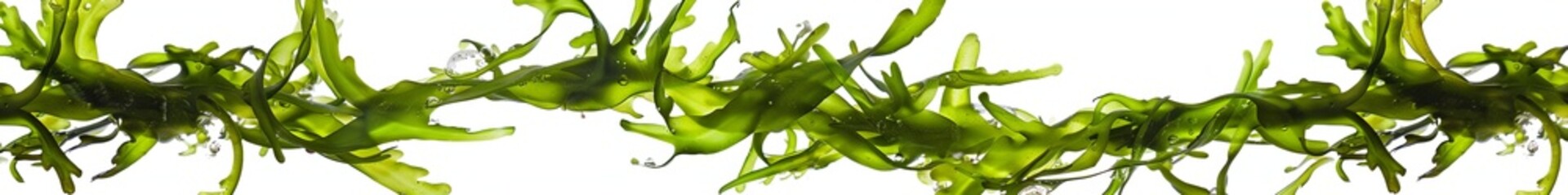 Algae on a white background isolated.