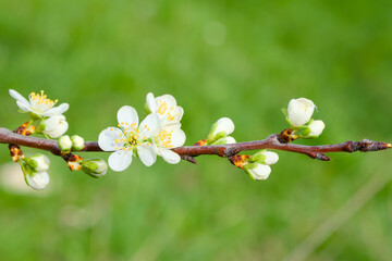 a blooming bird cherry branch on the green background close-up