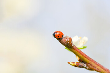 ladybug on a branch close-up