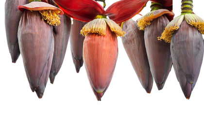 hanging banana flower on transparent background, cut out, png banana flower - obrazy, fototapety, plakaty