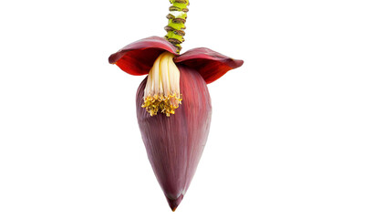 hanging banana flower on transparent background, cut out, png banana flower - obrazy, fototapety, plakaty