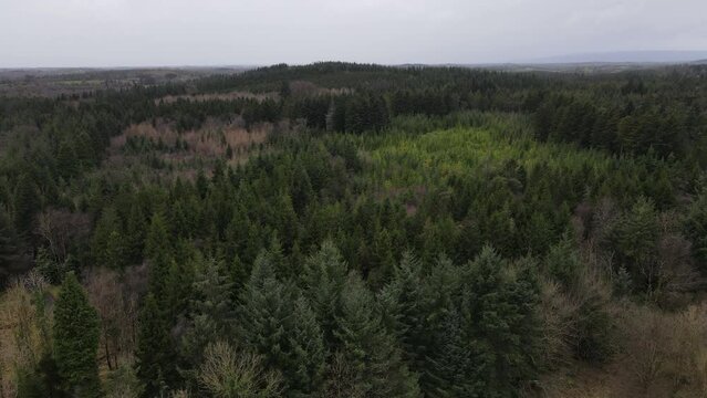 Aerial view of an Irish forest on an overcast day.