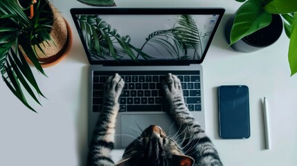 A gray cat is sitting in front of a laptop on a white desk. The cat has its paws on the keyboard and is looking at the screen. There are two green plants and a black phone on the desk.