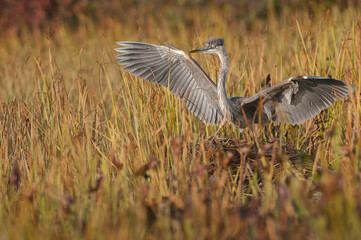 Great Blue Heron Scratches its Neck